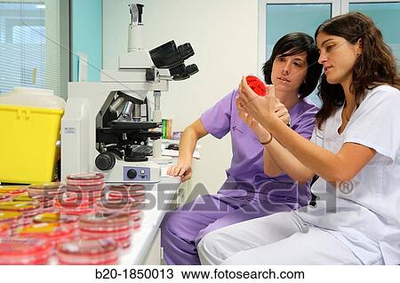 Microscope, General Cultures, Microbiology Department, Donostia Hospital, San Sebastian, Donostia, Gipuzkoa, Basque Country, Spain View Large Photo Image Stock Image - Microscope, General Cultures, Microbiology Department, Donostia Hospital, San Sebastian, Donostia, Gipuzkoa, Basque Country, Spain. Fotosearch