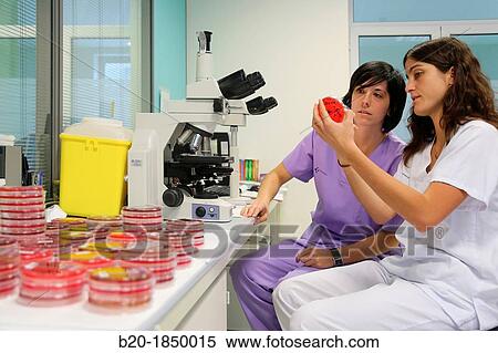 Microscope, General Cultures, Microbiology Department, Donostia Hospital, San Sebastian, Donostia, Gipuzkoa, Basque Country, Spain View Large Photo Image Stock Photography - Microscope, General Cultures, Microbiology Department, Donostia Hospital, San Sebastian, Donostia, Gipuzkoa, Basque Country, Spain. Fotosearch