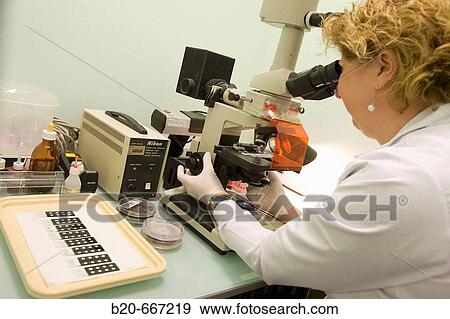 Microscope observation. Plant health laboratory, Neiker Tecnalia, Instituto de Investigaci? n y Desarrollo Agrario, Ganadero, Forestal y del Medio Natural, Arkaute, Alava, Euskadi, Spain. View Large Photo Image Stock Photo - Microscope observation. Plant health laboratory, Neiker Tecnalia, Instituto de Investigaci? n y Desarrollo Agrario, Ganadero, Forestal y del Medio Natural, Arkaute, Alava, Euskadi, Spain.. Fotosearch