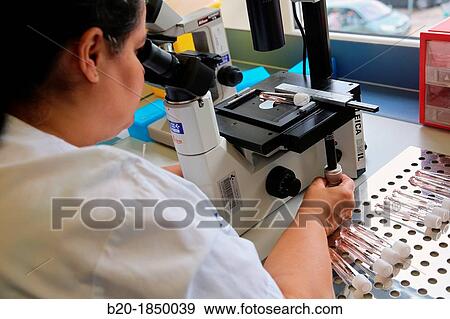 Microscope, Virus Celular Cultures, Microbiology Department, Donostia Hospital, San Sebastian, Donostia, Gipuzkoa, Basque Country, Spain View Large Photo Image Stock Photo - Microscope, Virus Celular Cultures, Microbiology Department, Donostia Hospital, San Sebastian, Donostia, Gipuzkoa, Basque Country, Spain. Fotosearch