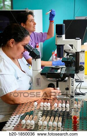Stock Photograph - Microscope, Virus Celular Cultures, Microbiology Department, Donostia Hospital, San Sebastian, Donostia, Gipuzkoa, Basque Country, Spain. Fotosearch