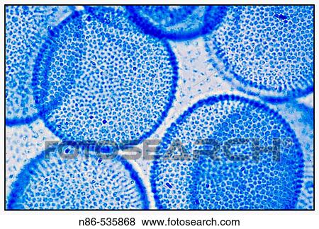 Stock Photo - Microscopy, biological. Fotosearch