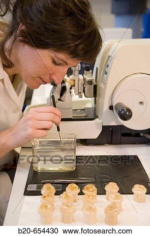 Stock Image - Microtome, Fishing biology laboratory. Polishing and reading of otoliths and gonads. AZTI-Tecnalia. Technological Centre specialised in Marine and Food Research. Pasaia, Gipuzkoa, Euskadi. Spain.. Fotosearch