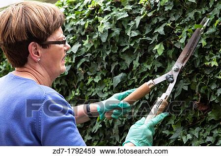 Middle aged woman trimming ivy in garden View Large Photo Image Stock Photo - Middle aged woman trimming ivy in garden. Fotosearch