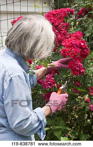 Middle-aged woman working on the roses in her garden in Beverly, Massachusetts, USA MR View Large Photo Image Stock Image - Middle-aged woman working on the roses in her garden in Beverly, Massachusetts, USA MR. Fotosearch