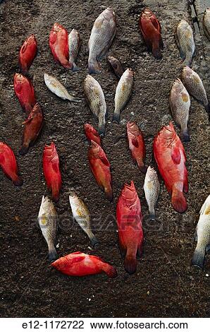 Middle East, Oman, Mussandam area, fish market od Dibba. View Large Photo Image Stock Image - Middle East, Oman, Mussandam area, fish market od Dibba.. Fotosearch