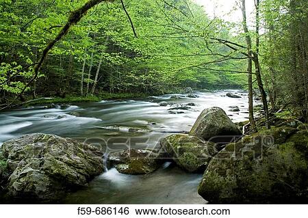 Stock Photograph - Middle Prong, Little River, Tremont, Great Smoky Mtns National Park, TN. Fotosearch