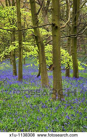 Stock Photo - Middleton Woods Ilkley West Yorkshire England. Fotosearch