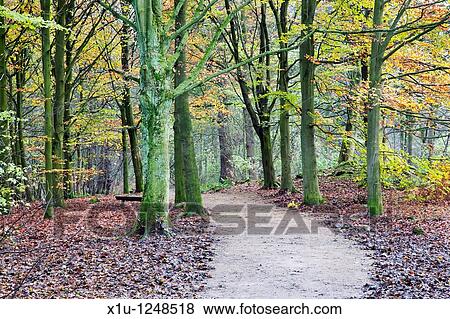 Middleton Woods in Autumn Ilkley Yorkshire England View Large Photo Image Stock Photo - Middleton Woods in Autumn Ilkley Yorkshire England. Fotosearch