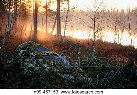 Midsummernight rock with lichens, pine forest and lake. Near Suomussalmi. Finland. View Large Photo Image Stock Image - Midsummernight rock with lichens, pine forest and lake. Near Suomussalmi. Finland.. Fotosearch