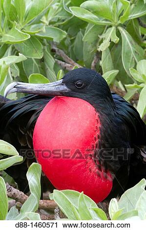 Midway, Sand Island, Great Frigatebird (Fregata minor ridgwayi). View Large Photo Image Stock Image - Midway, Sand Island, Great Frigatebird (Fregata minor ridgwayi).. Fotosearch