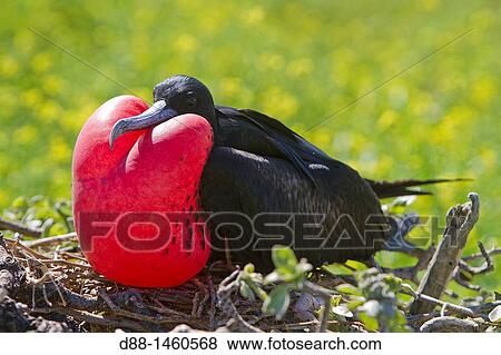 Stock Photo - Midway, Sand Island, Great Frigatebird (Fregata minor ridgwayi).. Fotosearch
