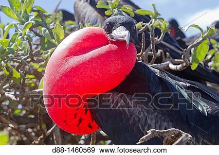 Midway, Sand Island, Great Frigatebird (Fregata minor ridgwayi). View Large Photo Image Stock Photo - Midway, Sand Island, Great Frigatebird (Fregata minor ridgwayi).. Fotosearch