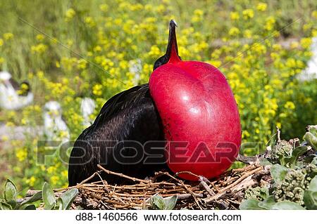 Midway, Sand Island, Great Frigatebird (Fregata minor ridgwayi). View Large Photo Image Stock Photograph - Midway, Sand Island, Great Frigatebird (Fregata minor ridgwayi).. Fotosearch