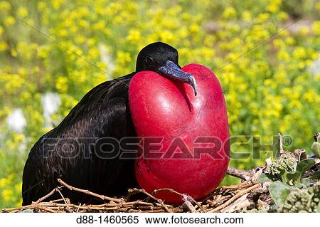 Midway, Sand Island, Great Frigatebird (Fregata minor ridgwayi). View Large Photo Image Stock Photography - Midway, Sand Island, Great Frigatebird (Fregata minor ridgwayi).. Fotosearch