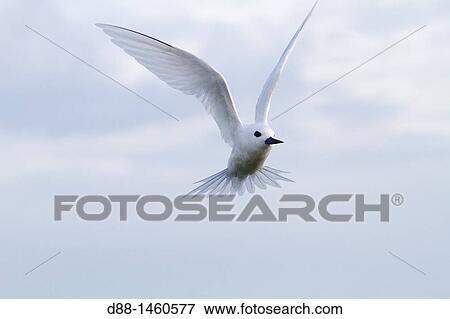 Midway, Sand Island, White Tern Gygis alba. View Large Photo Image Stock Photo - Midway, Sand Island, White Tern Gygis alba.. Fotosearch