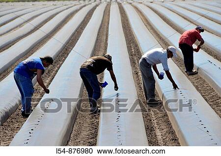 Migrant farm workers plant tomatoes in raised beds Plant City Florida Central View Large Photo Image Stock Image - Migrant farm workers plant tomatoes in raised beds Plant City Florida Central. Fotosearch