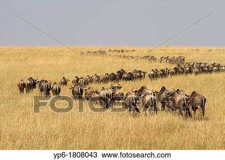 migration of White-bearded Wildebeest Connochaetes taurinus, Masai Mara, Kenya View Large Photo Image Stock Image - migration of White-bearded Wildebeest Connochaetes taurinus, Masai Mara, Kenya. Fotosearch