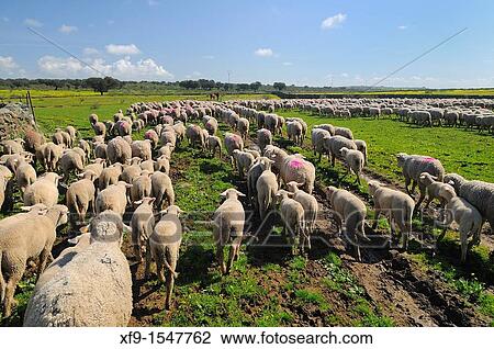 Migratory flock of merino sheep. CBceres province. Extremadura. Spain View Large Photo Image Stock Image - Migratory flock of merino sheep. CBceres province. Extremadura. Spain. Fotosearch