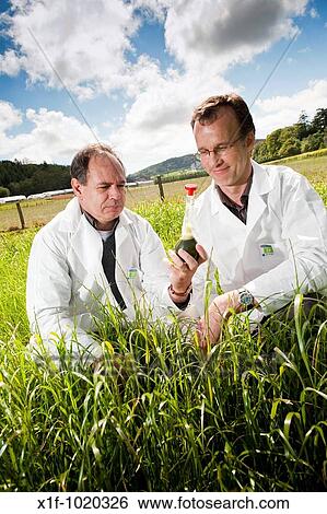 Mike Morris and Joe Gallagher of IBERS Aberystwyth University with their research project to extract bio-ethanol from grass Wales UK View Large Photo Image Stock Photograph - Mike Morris and Joe Gallagher of IBERS Aberystwyth University with their research project to extract bio-ethanol from grass Wales UK. Fotosearch