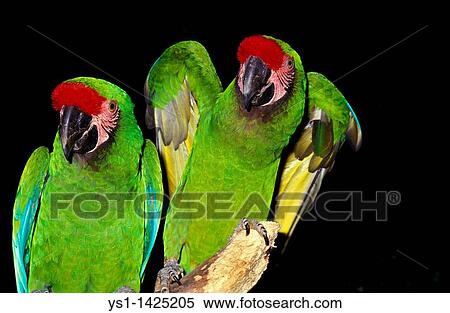 MILITARY MACAW ara militaris View Large Photo Image Stock Photography - MILITARY MACAW ara militaris. Fotosearch
