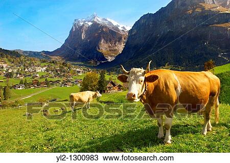Milk Cow on Alpine Pasture above Grinderwald - Swiss Alps - Switzerland View Large Photo Image Stock Image - Milk Cow on Alpine Pasture above Grinderwald - Swiss Alps - Switzerland. Fotosearch