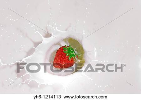 Milk splashing by strawberry, Japan, Fukushima View Large Photo Image Stock Image - Milk splashing by strawberry, Japan, Fukushima. Fotosearch