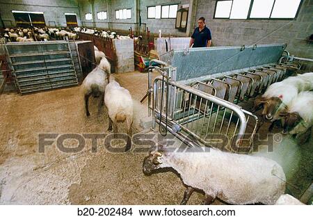 Milking of sheep (Latxa breed). Legazpi. Guipzcoa. Spain View Large Photo Image Picture - Milking of sheep (Latxa breed). Legazpi. Guipzcoa. Spain. Fotosearch