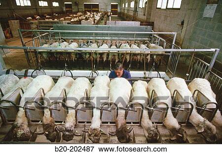 Milking of sheep (Latxa breed). Legazpi. Guipzcoa. Spain View Large Photo Image Stock Photo - Milking of sheep (Latxa breed). Legazpi. Guipzcoa. Spain. Fotosearch