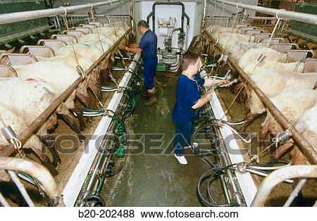 Milking of sheep (Latxa breed). Legazpi. Guipzcoa. Spain View Large Photo Image Stock Photo - Milking of sheep (Latxa breed). Legazpi. Guipzcoa. Spain. Fotosearch