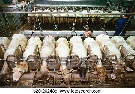 Milking of sheep (Latxa breed). Legazpi. Guipzcoa. Spain View Large Photo Image Stock Photography - Milking of sheep (Latxa breed). Legazpi. Guipzcoa. Spain. Fotosearch