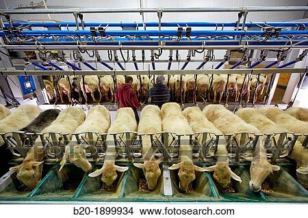 Milking sheep Dairy sheep being milked at a farm View Large Photo Image Picture - Milking sheep Dairy sheep being milked at a farm. Fotosearch