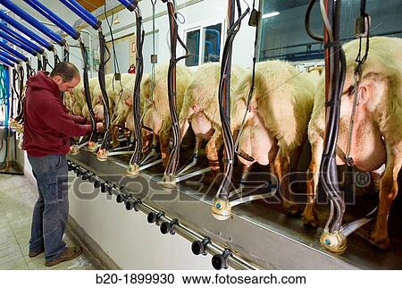 Stock Image - Milking sheep Dairy sheep being milked at a farm. Fotosearch