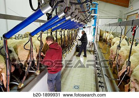 Milking sheep Dairy sheep being milked at a farm View Large Photo Image Stock Image - Milking sheep Dairy sheep being milked at a farm. Fotosearch