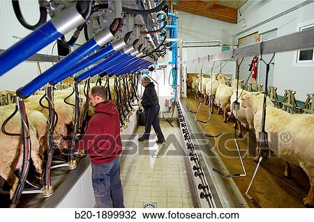 Milking sheep Dairy sheep being milked at a farm View Large Photo Image Stock Image - Milking sheep Dairy sheep being milked at a farm. Fotosearch