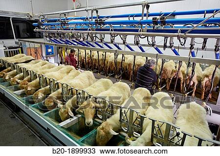 Milking sheep Dairy sheep being milked at a farm View Large Photo Image Stock Image - Milking sheep Dairy sheep being milked at a farm. Fotosearch