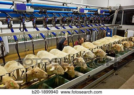 Milking sheep Dairy sheep being milked at a farm View Large Photo Image Stock Image - Milking sheep Dairy sheep being milked at a farm. Fotosearch