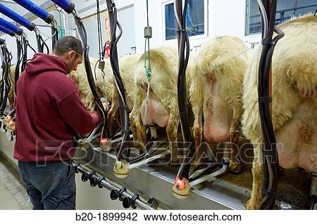 Stock Image - Milking sheep Dairy sheep being milked at a farm. Fotosearch
