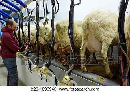 Milking sheep Dairy sheep being milked at a farm View Large Photo Image Stock Image - Milking sheep Dairy sheep being milked at a farm. Fotosearch