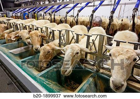 Milking sheep Dairy sheep being milked at a farm View Large Photo Image Stock Photo - Milking sheep Dairy sheep being milked at a farm. Fotosearch