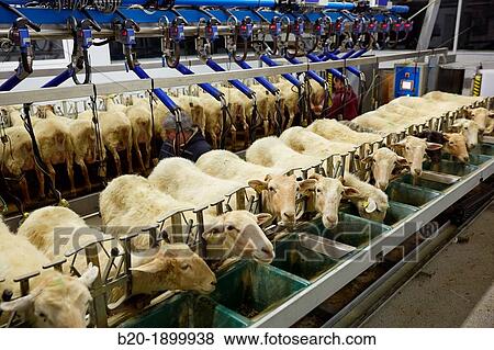 Milking sheep Dairy sheep being milked at a farm View Large Photo Image Stock Photo - Milking sheep Dairy sheep being milked at a farm. Fotosearch