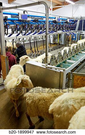 Milking sheep Dairy sheep being milked at a farm View Large Photo Image Stock Photo - Milking sheep Dairy sheep being milked at a farm. Fotosearch