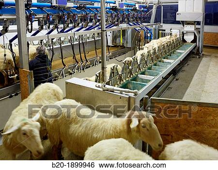 Milking sheep Dairy sheep being milked at a farm View Large Photo Image Stock Photograph - Milking sheep Dairy sheep being milked at a farm. Fotosearch