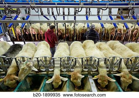 Milking sheep Dairy sheep being milked at a farm View Large Photo Image Stock Photography - Milking sheep Dairy sheep being milked at a farm. Fotosearch