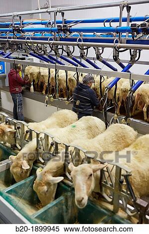 Milking sheep Dairy sheep being milked at a farm View Large Photo Image Stock Photography - Milking sheep Dairy sheep being milked at a farm. Fotosearch