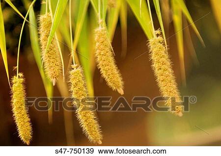 Millet. Panicum miliaceum. August 2007, Maryland, USA View Large Photo Image Stock Photo - Millet. Panicum miliaceum. August 2007, Maryland, USA. Fotosearch