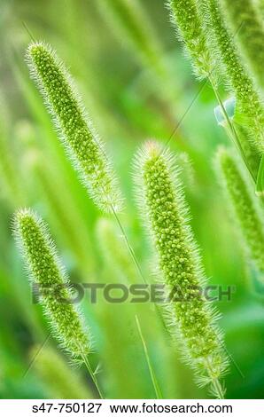 Millet. Panicum miliaceum. July 2007, Maryland, USA View Large Photo Image Stock Photo - Millet. Panicum miliaceum. July 2007, Maryland, USA. Fotosearch