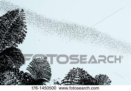 millions of bats fly out of the Deer Cave in Mulu National Park in Sarawak, Borneo, Malaysia View Large Photo Image Stock Image - millions of bats fly out of the Deer Cave in Mulu National Park in Sarawak, Borneo, Malaysia. Fotosearch