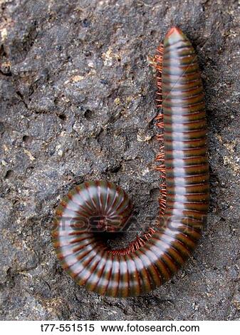 Millipede. when alarmed, most millipedes coil up in an attempt to protect themselves. Pune, Maharashtra, India. View Large Photo Image Stock Photography - Millipede. when alarmed, most millipedes coil up in an attempt to protect themselves. Pune, Maharashtra, India.. Fotosearch