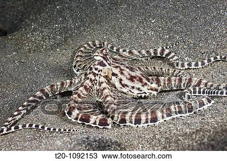 Mimic Octopus, Thaumoctopus mimicus, Lembeh Strait, North Sulawesi, Indonesia View Large Photo Image Stock Image - Mimic Octopus, Thaumoctopus mimicus, Lembeh Strait, North Sulawesi, Indonesia. Fotosearch